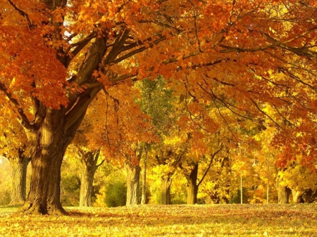 Yellow autumn scenery - nature, autumn, yellow, fall leaves, park, scenery