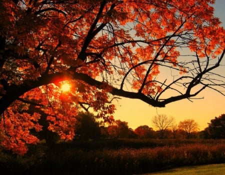 Autumn Sunset - nature, autumn, fall leaves, tree, sunset