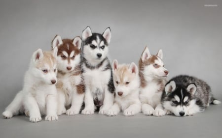 siberian huskeys puppies cute - six, adorable, cute, puppies