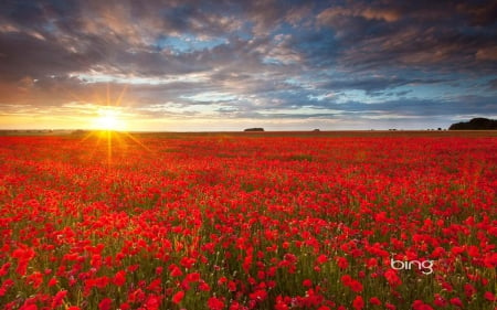 Poppy Field Sunset - sunsets, nature, fields, poppies