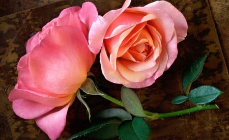 Roses - beautiful, two, roses, pink