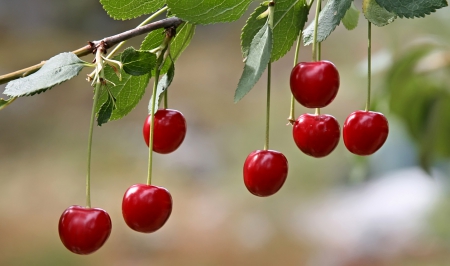 Cherries - Cherries, trees, red, fields