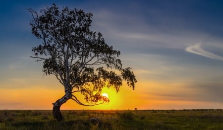 Sunset - nature, tree, amazing, sunset