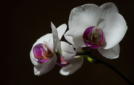 Flowers - flowers, white, purple, amazing