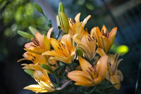 Yellow Flowers - flowers, beautiful, yellow, nature