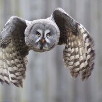 Great Grey Owl