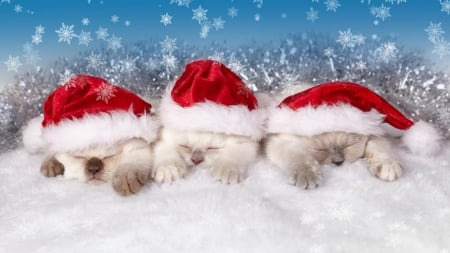 The Christmas Kittens - hat, animals, kittens, white, santa, trio, cute, craciun, cat, winter, kitten, christmas, sleep, r ed, cats, blue, snow, sweet