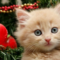 Christmas Kitty