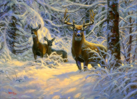 ★Winter Lace★ - winter, creative pre-made, beautiful, paintings, snow, lovely, xmas and new year, forests, nature, deer, white trees, love four seasons, animals, wildlife