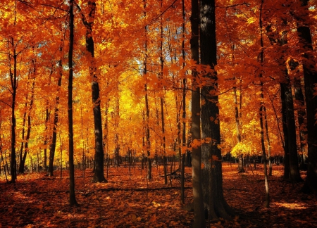 Autumn Forest - trees, nature, autumn, forest, leaves