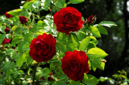 Red Roses - buds, roses, red, beautiful, leaves