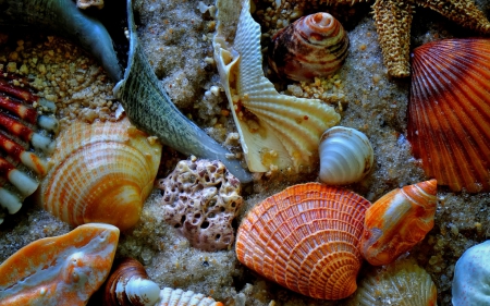 Shells - summer, water, beach, shell, orange, sea