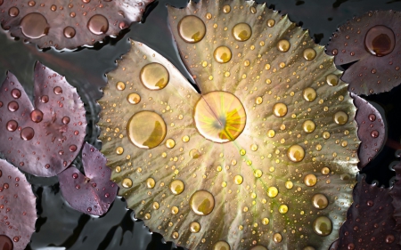 Water drops on lotus leaves - leaf, yellow, pink, water drops