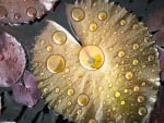 Water drops on lotus leaves