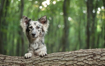 Puppy - white, animal, border collie, green, wood, dog, puppy