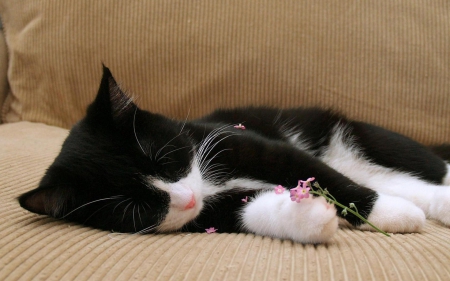 Kitten - black, white, animal, kitten, flower, pink, cat