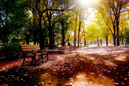 AUTUMN PARK - sunlight, bench, park, autumn