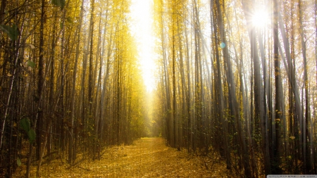 Autumn in Alaska - landscape, scene, HD, gold, forest, fall, path, nature, autumn, seasons, golden, way, wallpaper