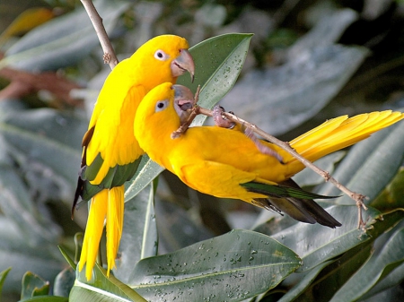 yellow - parrots, birds, yellow, wallpaper