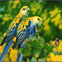 blue parrots