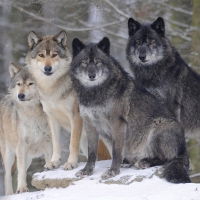 Timber Wolves of Canada