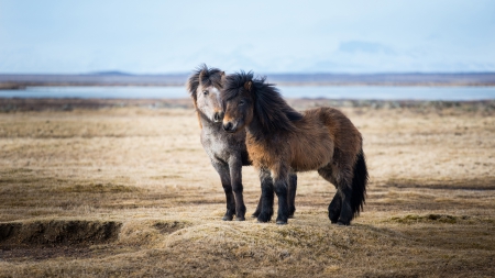 Icelandic Horses - icelandic, abstract, horses, photography