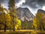 Golden Trees at Yosemite National Park