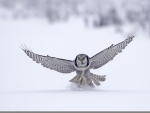 Northern Hawk Owl