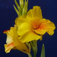 Canna Lillies