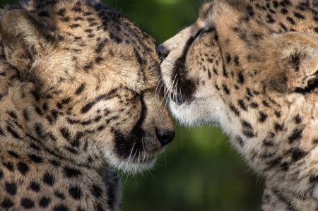 Two cheetahs - Two, cheetahs, couple, animals