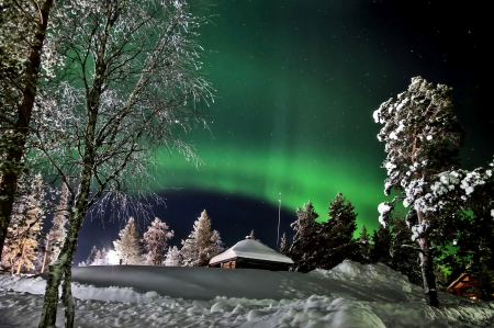 The northern lights - winter - winter, the northern lights, trees, snow