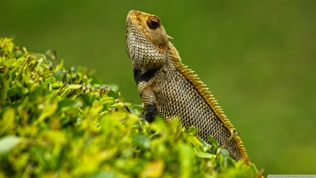 lizard - lizard, reptile, green, grass