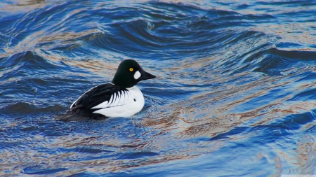 common goldeneye - common, bird, goldeneye, water