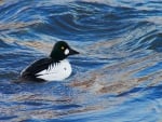 common goldeneye