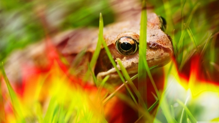 fire frog - fire, frog, green, grass