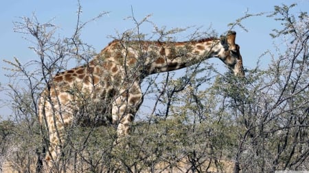 giraffe eating from a tree - blue, tree, sky, giraffe