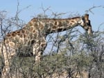 giraffe eating from a tree