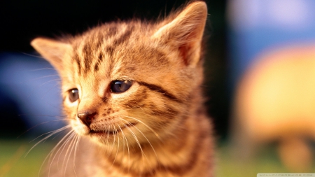 sad kitten face - feline, cat, kitten, ginger