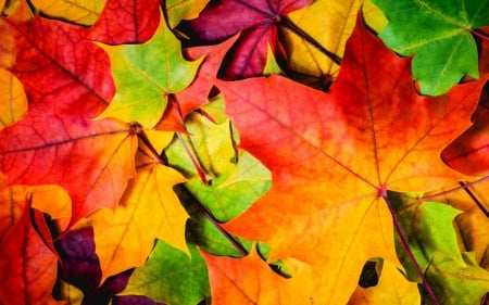 Autumn Leaves - autumn, fall, yellow, red, colorful, leaves, green