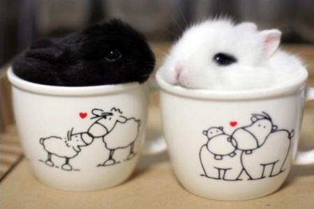 saying''HELLO'' â™¥ - white, bunnies, sweet, small, black, cute