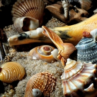 Shells