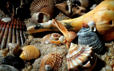 Shells - shell, summer, texture, beach