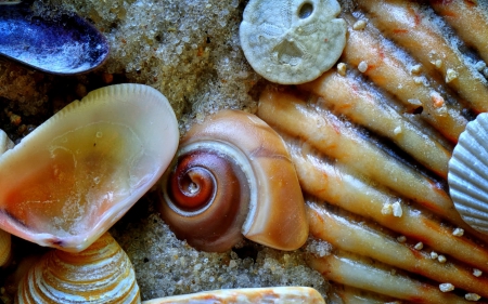 Shells - beach, shell, summer, orange