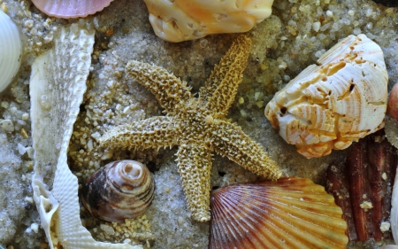 Shells - starfish, beach, shell, summer