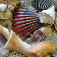 Shells