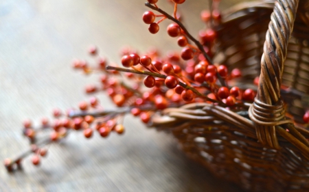 Berries - red, berry, fruit, basket, autumn