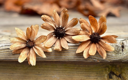 Flowers - flower, orange, wood, autumn