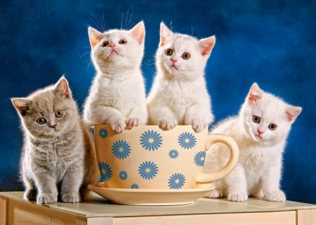 Looking for milk - milk, vute, sweet, cat, fluffy, white, kittens, friends, adorable, cup, kitties