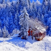 Frozen pine forest