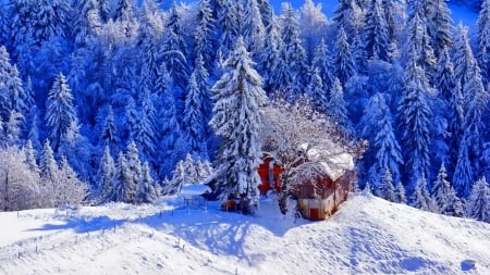 Frozen pine forest - cottage, mountain, pine, lovely, nature, view, chalet, forest, cold, frost, snow, beautiful, house, frozen, cabin